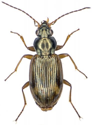 Bembidion dentellum